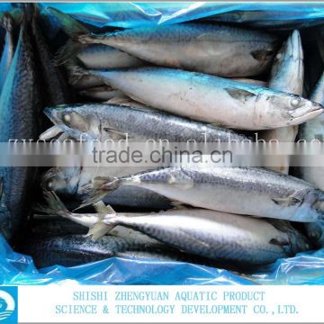 Sea Fish Frozen Pacific/ Atlantic Mackerel