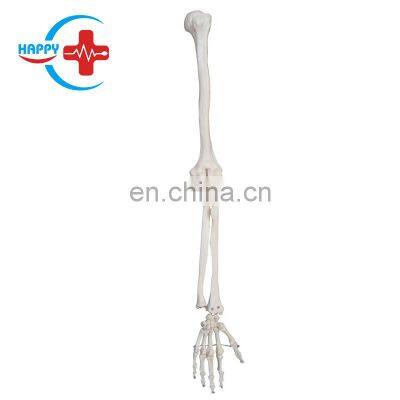 HC-S232 Life-Size Human Natural upper limb model ,skeleton model for sale