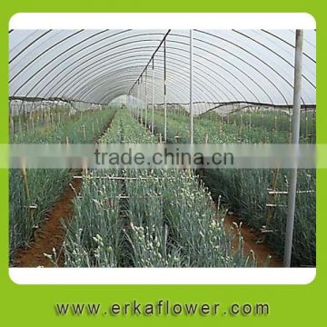 Fresh Cut carnations for sale High Quality Flower