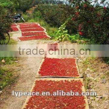 red bell peppers for dehydrated vegetables from china