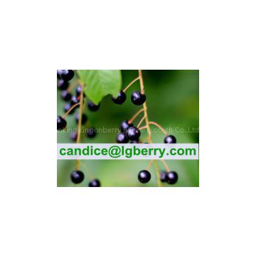 High Quality Prunus Padus Extract
