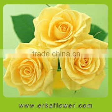 Fragrant aroma classical high quality fresh flower rose from kunming