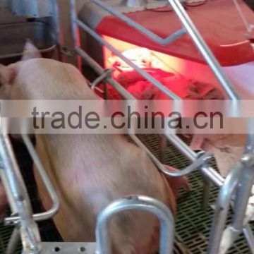 poultry infrared heater for piglets in farrowing creat