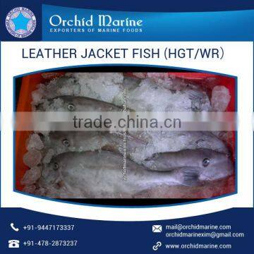 Excellent Quality High Protein Pleasing Flavor Frozen Leather Jacket Fish
