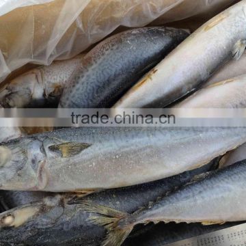 Seafood Frozen Fish Pacific/Atlantic Mackerel