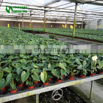 High Quality Mango Nursery Greenhouse Nursery System