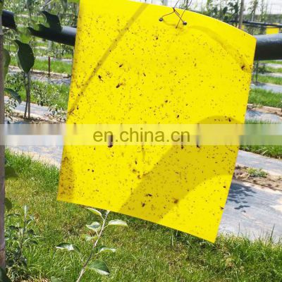 Yellow Blue Doubled Side Glue Board Fly Trap Catcher China Factory Promotion Outdoor Kill Fruit Flies+ Killer Insect 2 Years