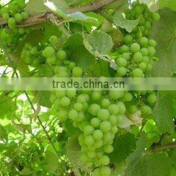 fresh 2012 crop victoria green grape
