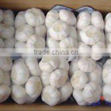 chinese purple white garlic
