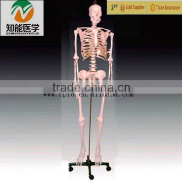 Anatomical Human Skeleton Model