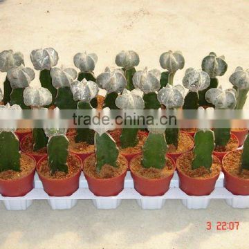 indoor mini Grafted Cactus