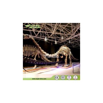 Professional Dinosaur Skeleton Exporter for Museum Exhibition