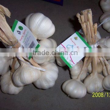 pure white garlic bundles