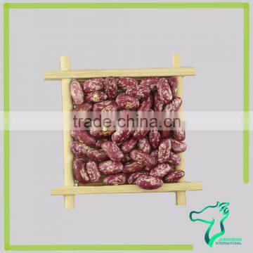 Dalian Exporter Red Speckled Kidney Beans