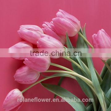 2016 new coming fresh cut pink tulip flower for wholesale