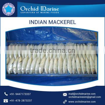 Newly Arrived Totally Freshed Indian Mackerel from Bulk Manufacturer