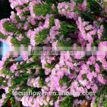 Good price fresh statice mix colors cut myosotis flower from China