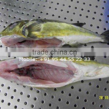 PUFFER FISH / GLOBE FISH / FUGU FISH / LAGOCEPHALUS GLOVERI