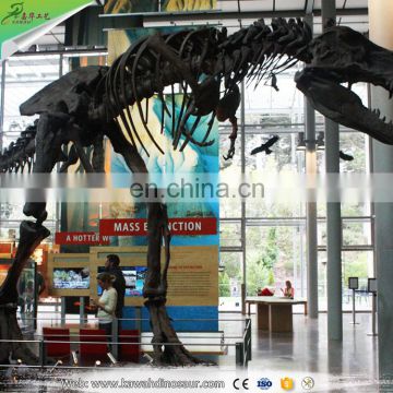 Life-size Mamenchisaurus skeleton model in dinosaur skeleton factory