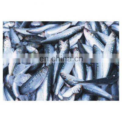 Good price nude pack frozen sardine fish block