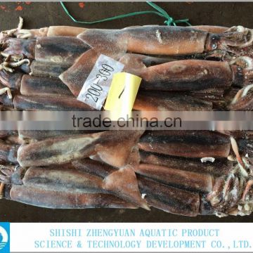 Frozen Illex Argentinus Squid