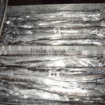 Ribbon fish price with size 150 - 250 g / pcs