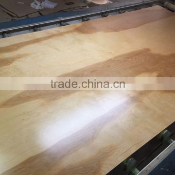 birch plywood/ plywood/ UV coated plywood