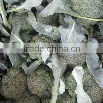 chinese broccoli for sale