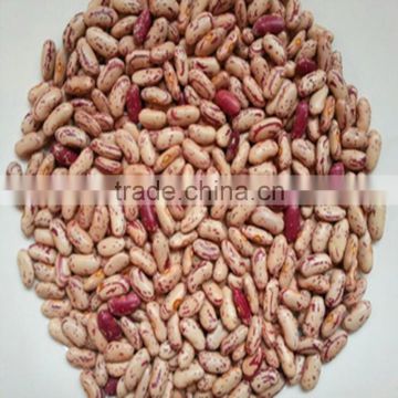 JSX premium quality light speckled kidney bean organic and common food grade wholesale pinto bean