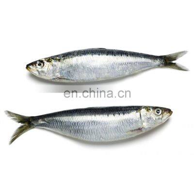 frozen sardine fish Sardinella Longiceps for bait and canning