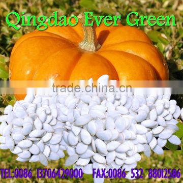 new crop chines snow white pumpkin seeds 11cm
