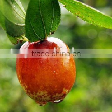 red jujube extract