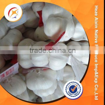 Fresh Garlic With Favorable Price