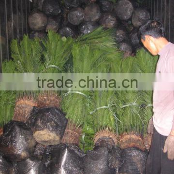Cycas revoluta ( sago palm) outdoor plant