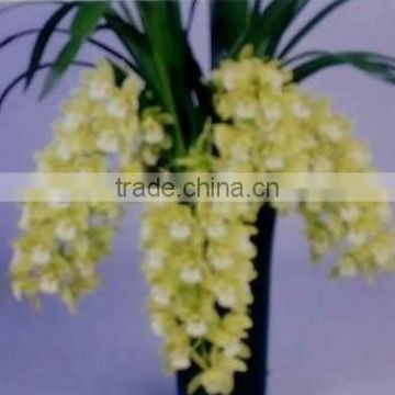 Cymbidium hybridum faberi Yellow Flower(droop chlorophytum comosum)