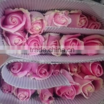 Top quality hot selling malia roses rose plants and jungle roses