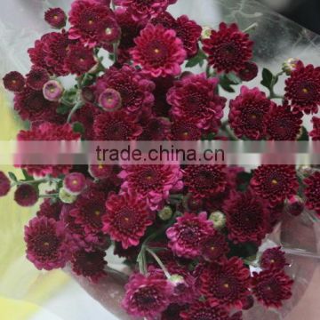 Exquisite hot selling folwer small chrysanthemum
