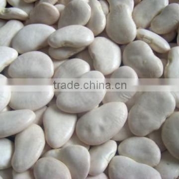 Large White Lima Beans