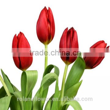 export the high quality fresh red tulip bulb