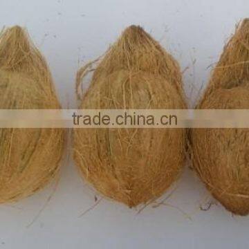 Indian husked coconuts from tamilnadu