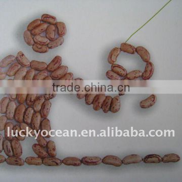 New crop kidney beans