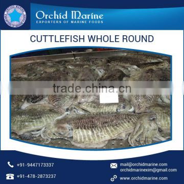 Quality Approved Fresh and Healthy Cuttlefish Available in Hygienically Packed