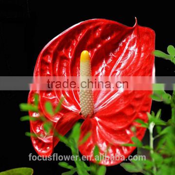 rose Type anthurium varieties alibaba kenya fresh cut flowers as a gift