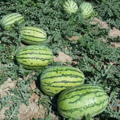 Emperor 8th Oval Shape Good Adaptability Hybrid Watermelon Seeds