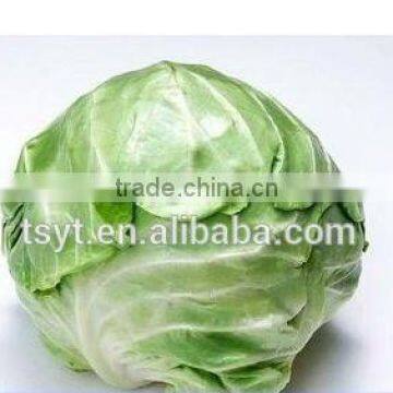 Round Cabbage/Flat Cabbage