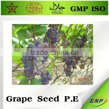 grape seed extract health benefits