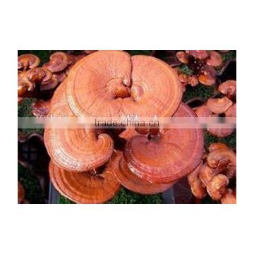 High Quality Natural Ganoderma Lucidum Spore Extract