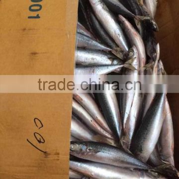 dry seafood of pacific mackerel