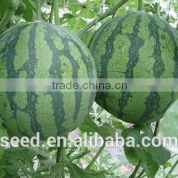 SX No.6 good adaptability seedless watermelon seed for sale