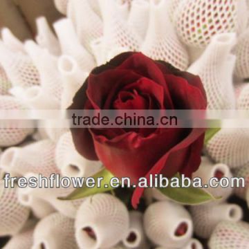 wholesale fresh big red rose flower